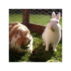 Avigal® groen kleine dieren gaas | 13 mm | 1.0 mm | geplastificeerd